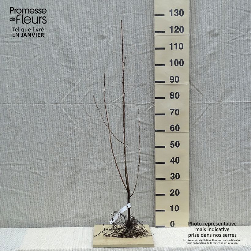Spécimen de Elaeagnus umbellata - Chalef d'automne en racines nues 40/60 cm tel que livré en hiver