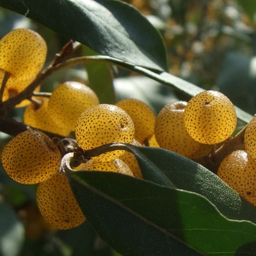 Elaeagnus umbellata Fortunella - Goumi du Japon (Récolte)