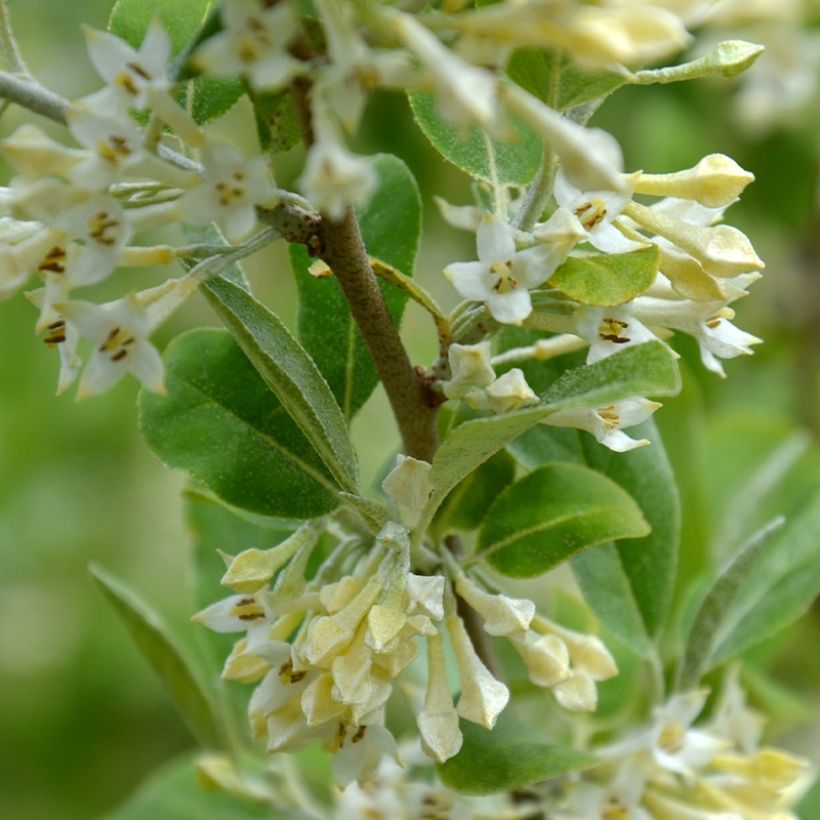 Elaeagnus umbellata Fortunella - Goumi du Japon (Floraison)