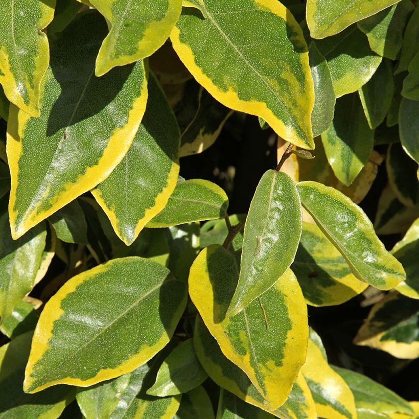 Elaeagnus x ebbingei Viveleg - Chalef (Feuillage)