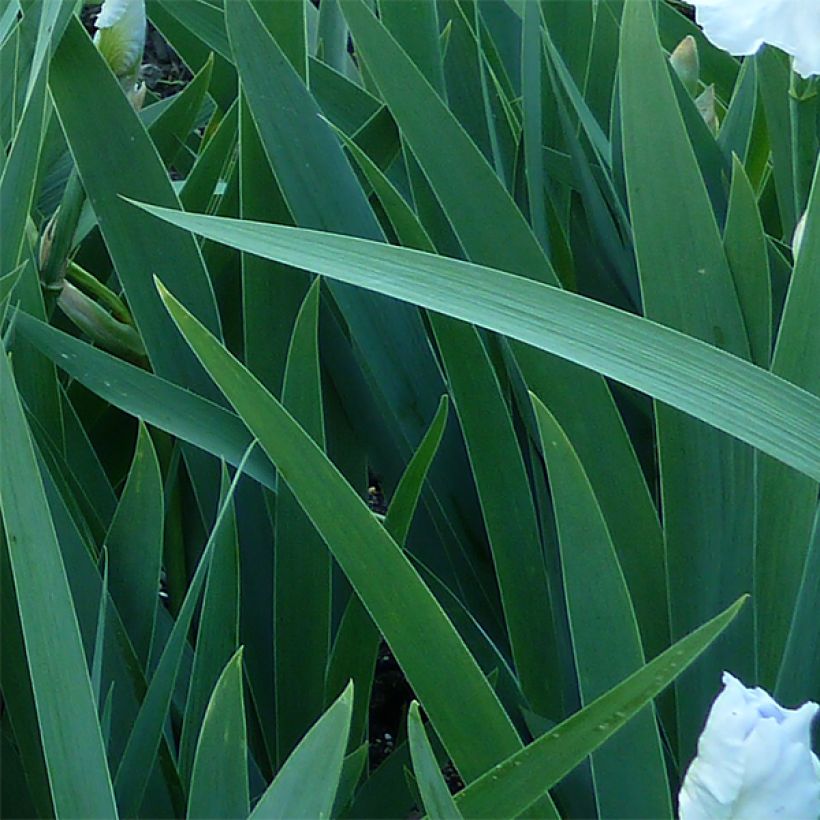 Iris germanica Immortality - Iris des Jardins (Feuillage)
