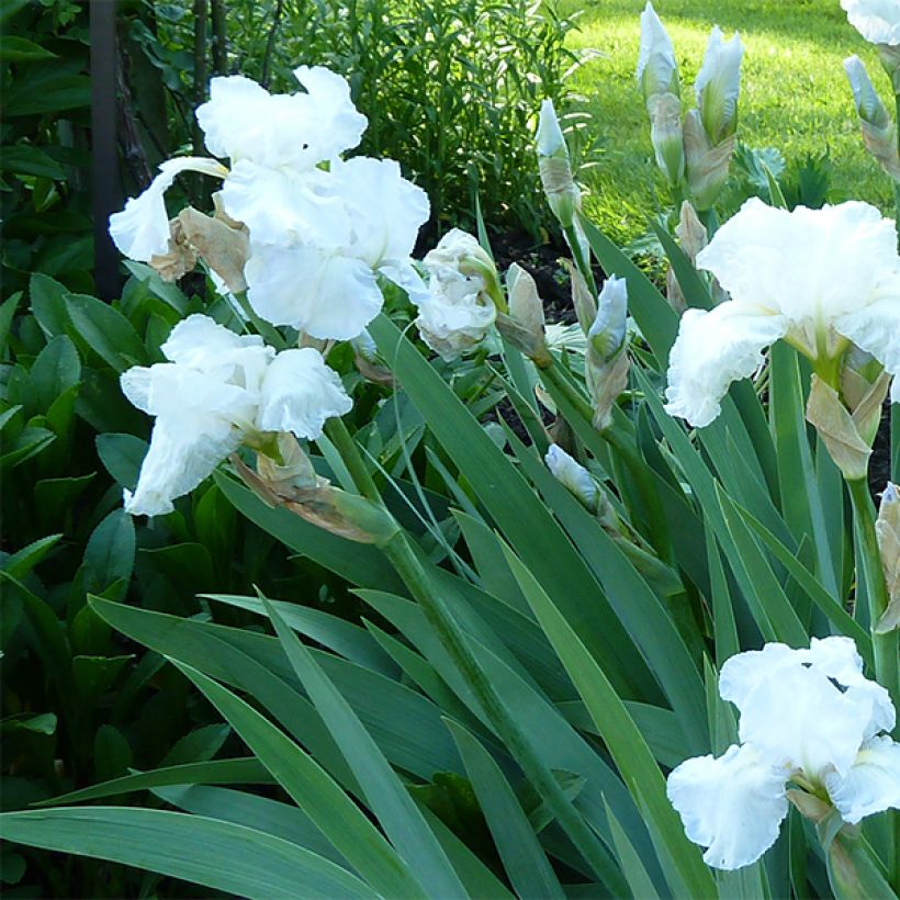 Iris germanica Immortality - Iris des Jardins (Floraison)