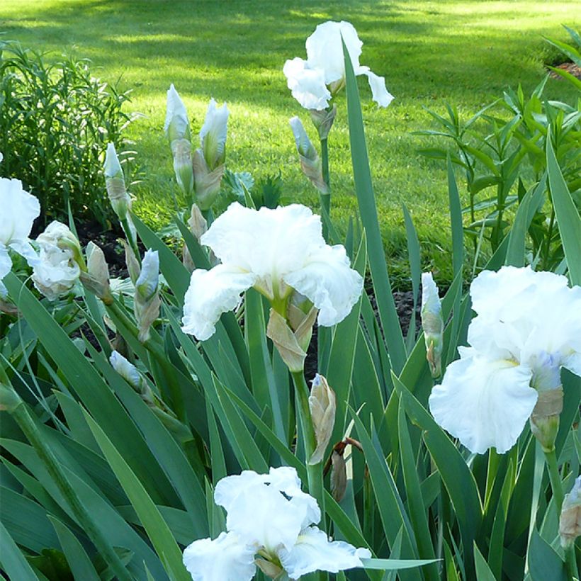 Iris germanica Immortality - Iris des Jardins (Port)