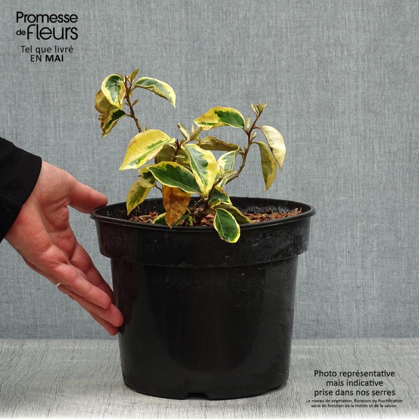 Spécimen de Elaeagnus ebbingei Gilt Edge - Chalef en pot de 3L/4L tel que livré au printemps