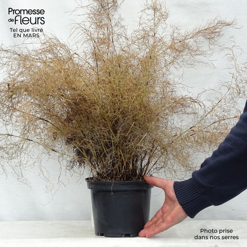 Spécimen de Elegia capensis - Prêle restio - Pot de 2L/3L tel que livré au printemps