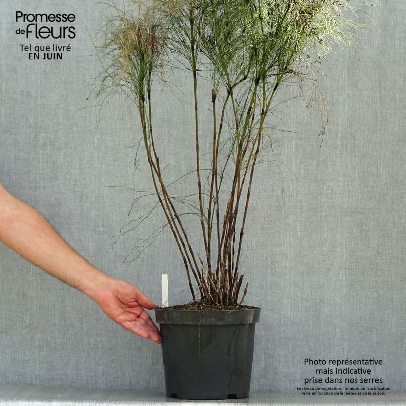 Spécimen de Elegia capensis - Prêle restio Pot de 7,5L/10L tel que livré en été