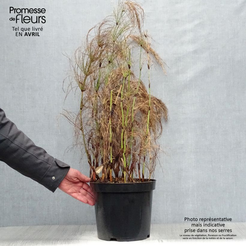 Spécimen de Elegia capensis - Prêle restio - Pot de 7.5L tel que livré au printemps