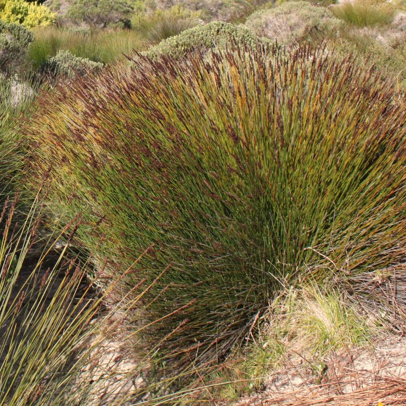 Elegia tectorum Fish Hoek - Restio (Floraison)