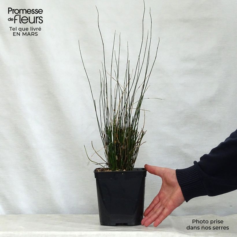 Spécimen de Elegia tectorum Fish Hoek - Restio Pot de 1L/1,5L tel que livré au printemps