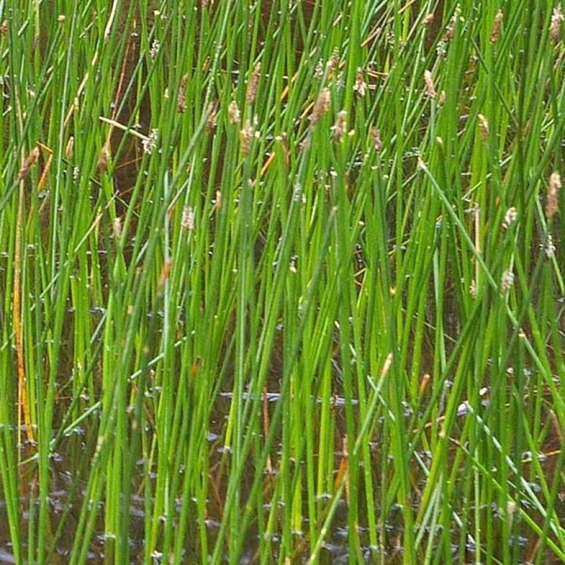 Eleocharis palustris - Scirpe des marais  (Feuillage)