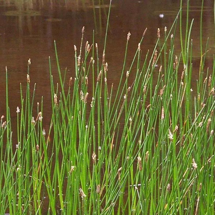 Eleocharis palustris - Scirpe des marais  (Floraison)