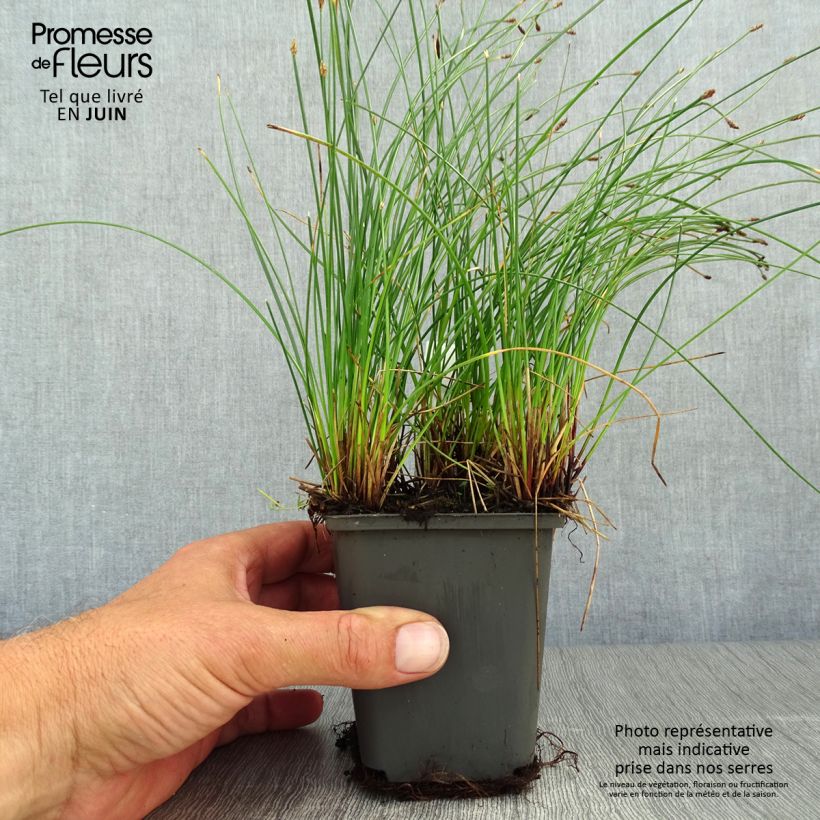 Spécimen de Eleocharis palustris - Scirpe des marais  Godet de 8/9 cm tel que livré en été
