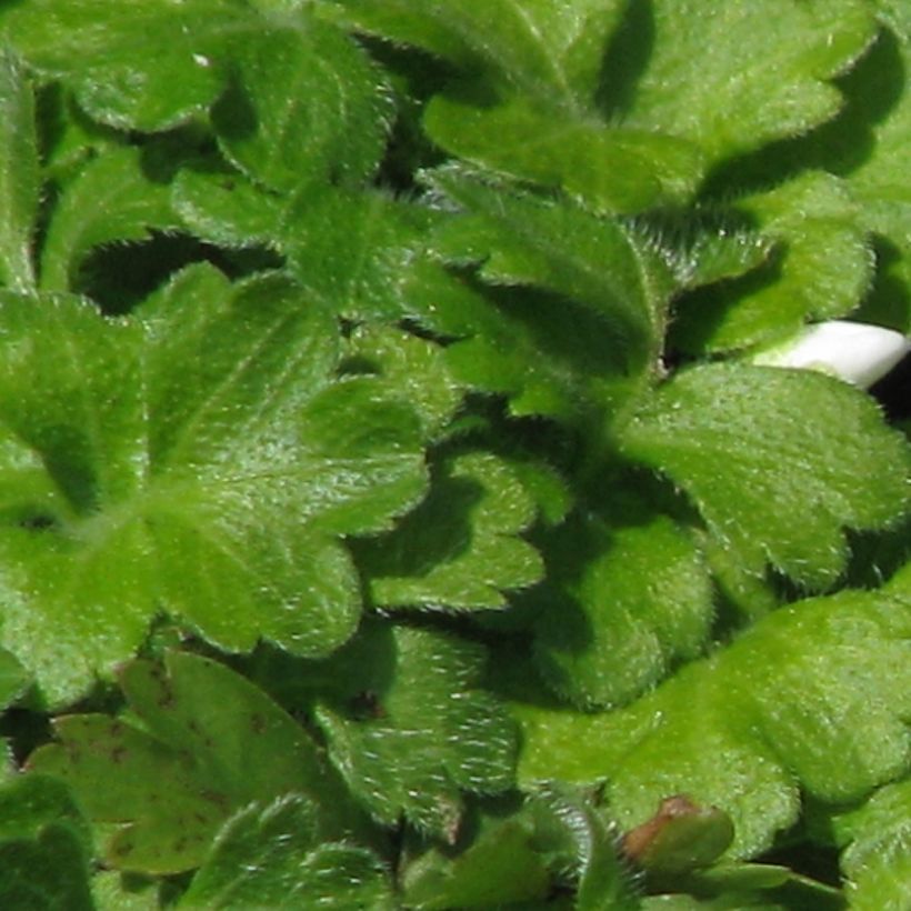 Ellisiophyllum pinnatum (Feuillage)