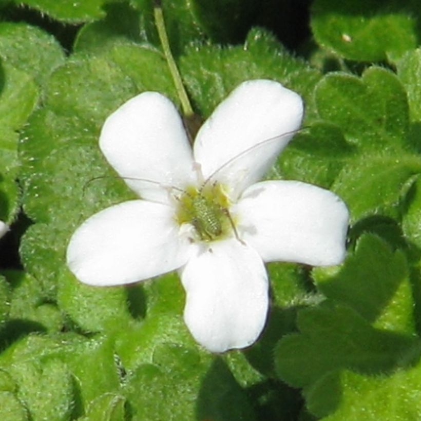 Ellisiophyllum pinnatum (Floraison)