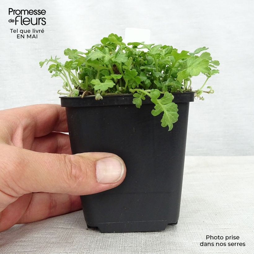 Spécimen de Ellisiophyllum pinnatum Godet de 9cm tel que livré au printemps