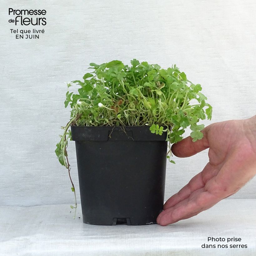 Spécimen de Ellisiophyllum pinnatum Godet de 8/9 cm tel que livré en été