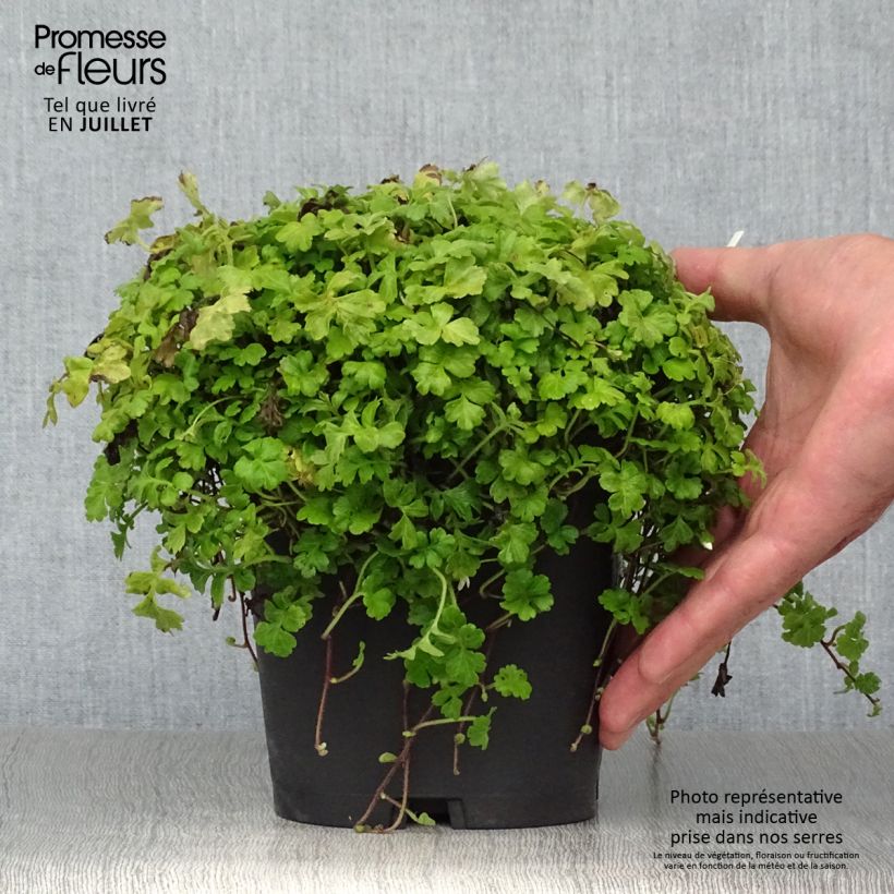 Spécimen de Ellisiophyllum pinnatum Pot de 2L/3L tel que livré en été
