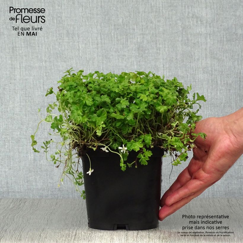 Spécimen de Ellisiophyllum pinnatum Pot de 2/3 L tel que livré au printemps