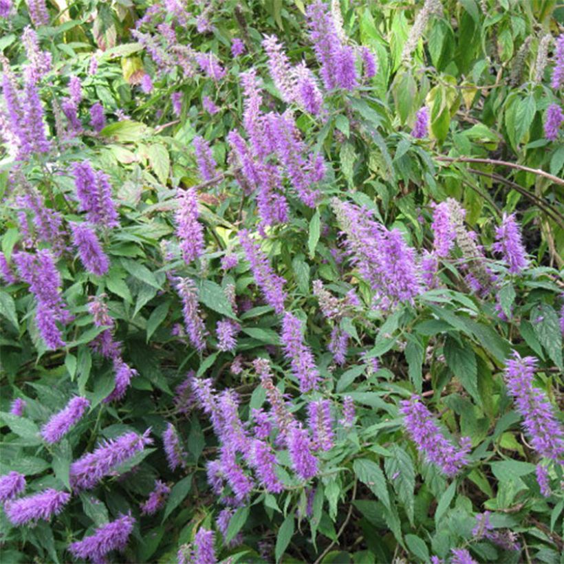 Elsholtzia stauntonii - Menthe en arbre (Floraison)