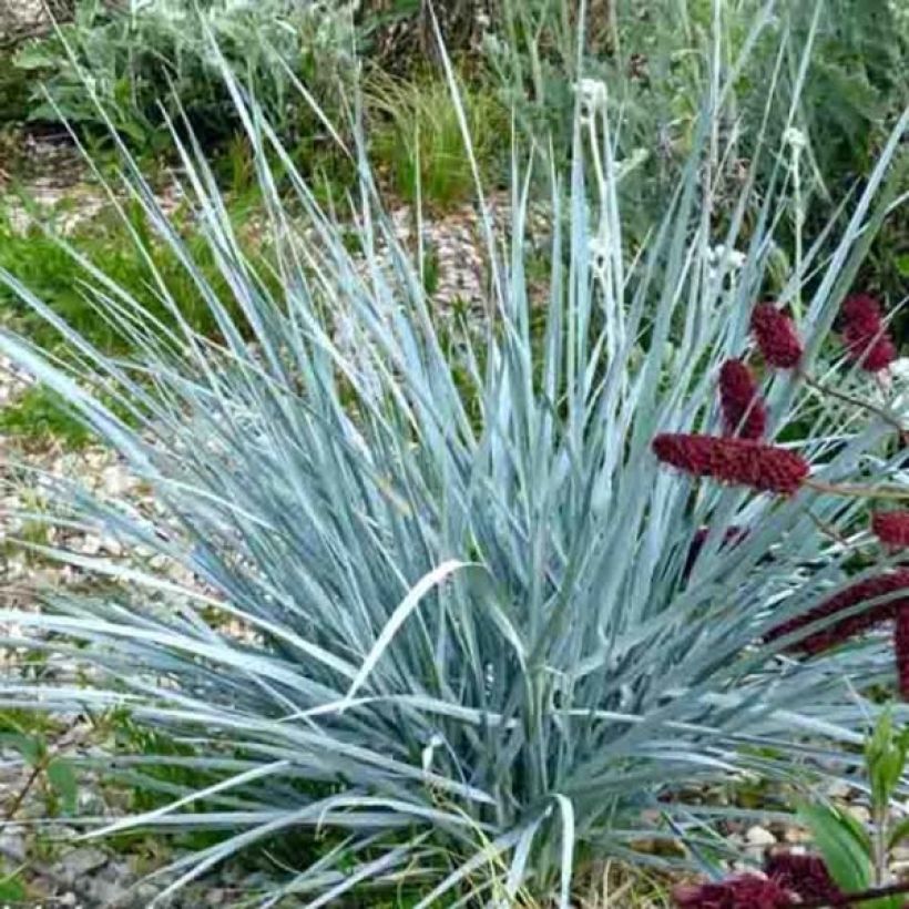 Elymus magellanicus - Agropyron (Port)