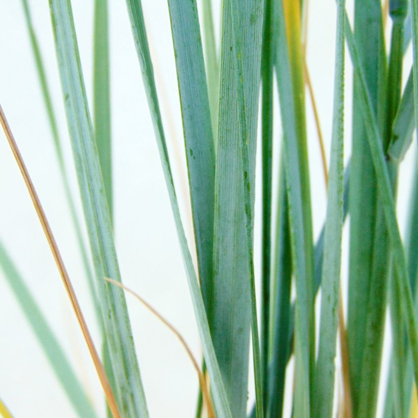 Elymus magellanicus - Agropyron (Feuillage)