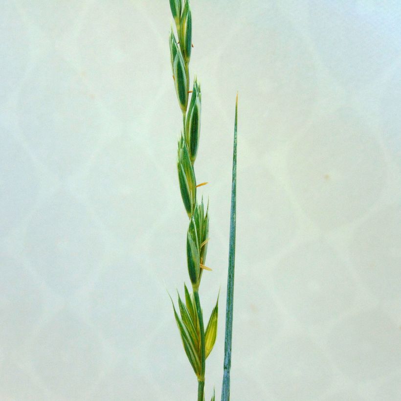 Elymus magellanicus - Agropyron (Floraison)