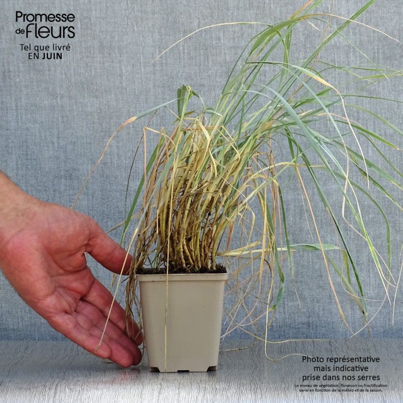 Spécimen de Elymus magellanicus - Agropyron Godet de 8/9 cm tel que livré en été