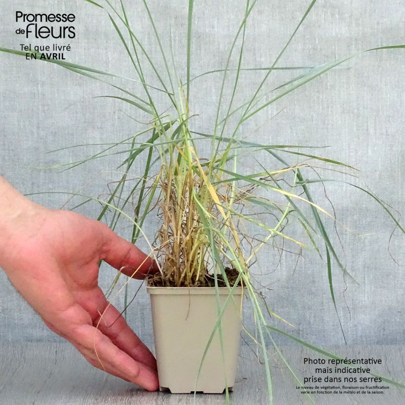 Spécimen de Elymus magellanicus - Agropyron en godet de 9 cm tel que livré au printemps