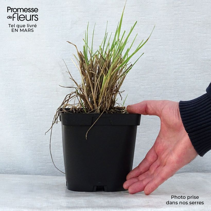 Spécimen de Elymus magellanicus - Agropyron en pot de 2/3L tel que livré au printemps