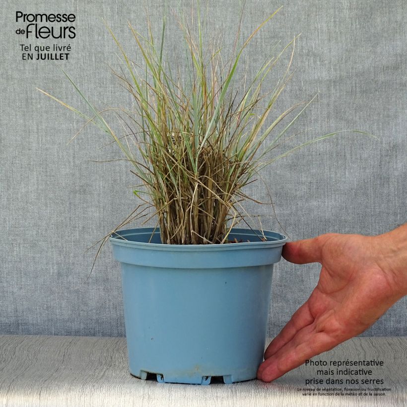 Spécimen de Elymus magellanicus - Agropyron Pot de 2L/3L tel que livré en été