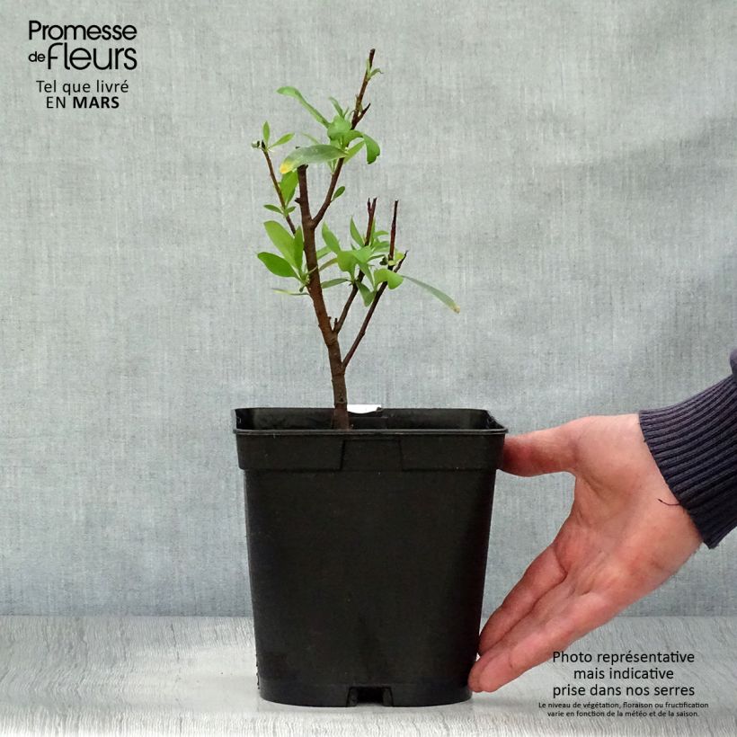 Spécimen de Embothrium coccineum - Arbre de feu du Chili  Pot de 2L/3L tel que livré au printemps