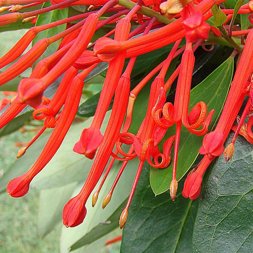 Embothrium coccineum - Arbre de feu du Chili  (Floraison)