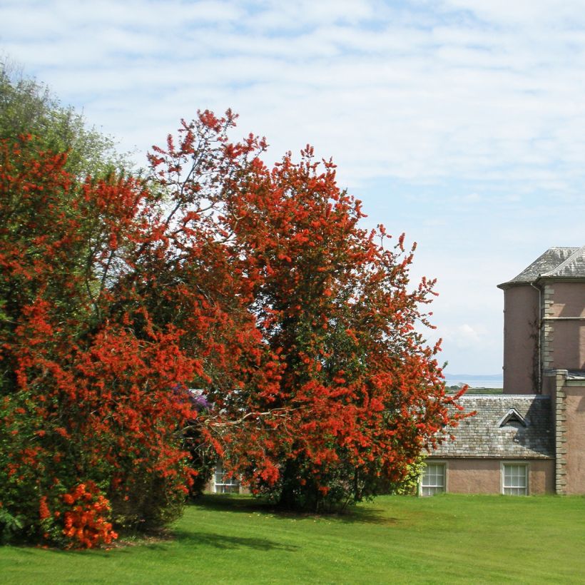 Embothrium coccineum - Arbre de feu du Chili  (Port)