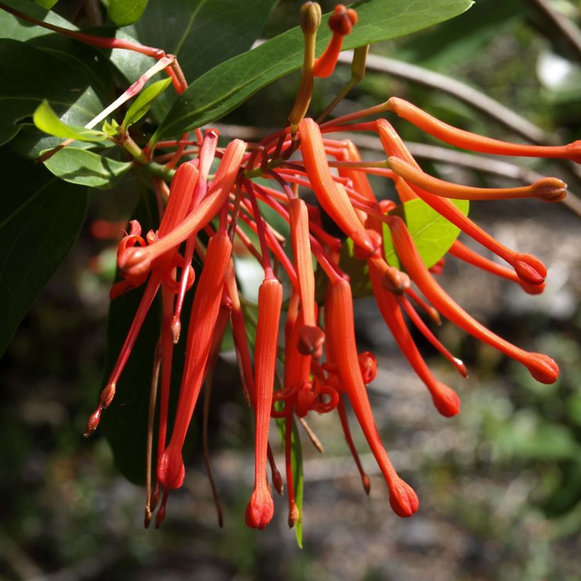 Embothrium coccineum Lanceolatum - Arbre de feu (Floraison)