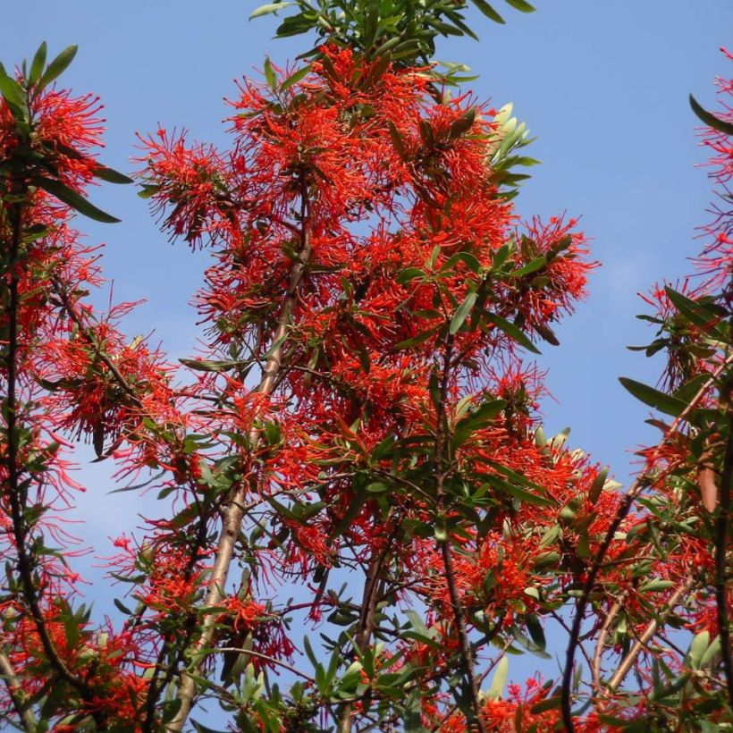 Embothrium coccineum Lanceolatum - Arbre de feu (Port)