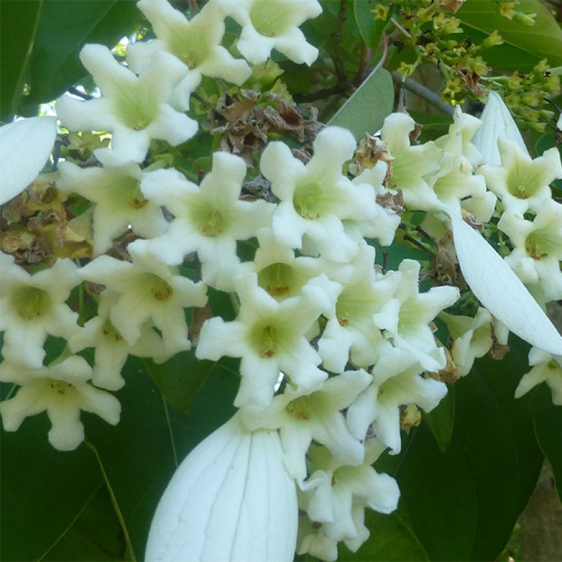 Emmenopterys henryi (Floraison)