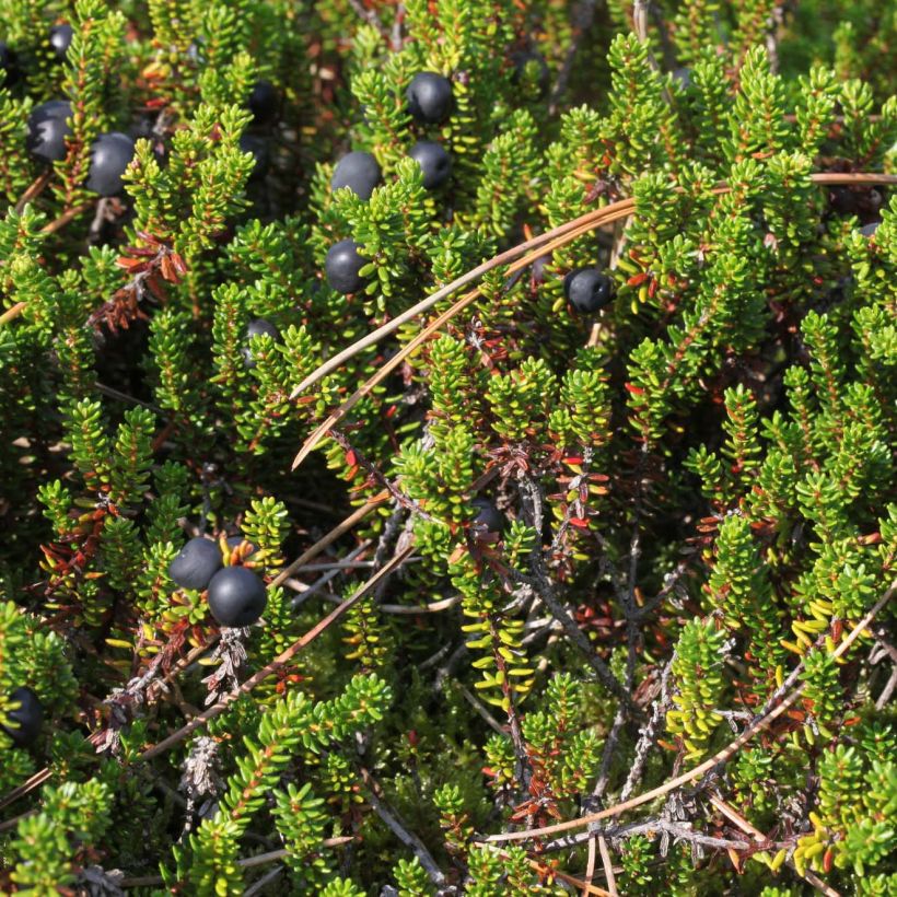 Empetrum nigrum - Camarine noire (Feuillage)