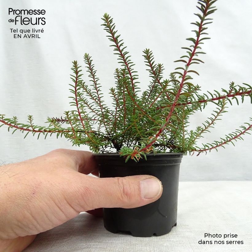 Spécimen de Empetrum nigrum Bernstein - Camarine noire - Pot de 10 cm/11cm tel que livré au printemps
