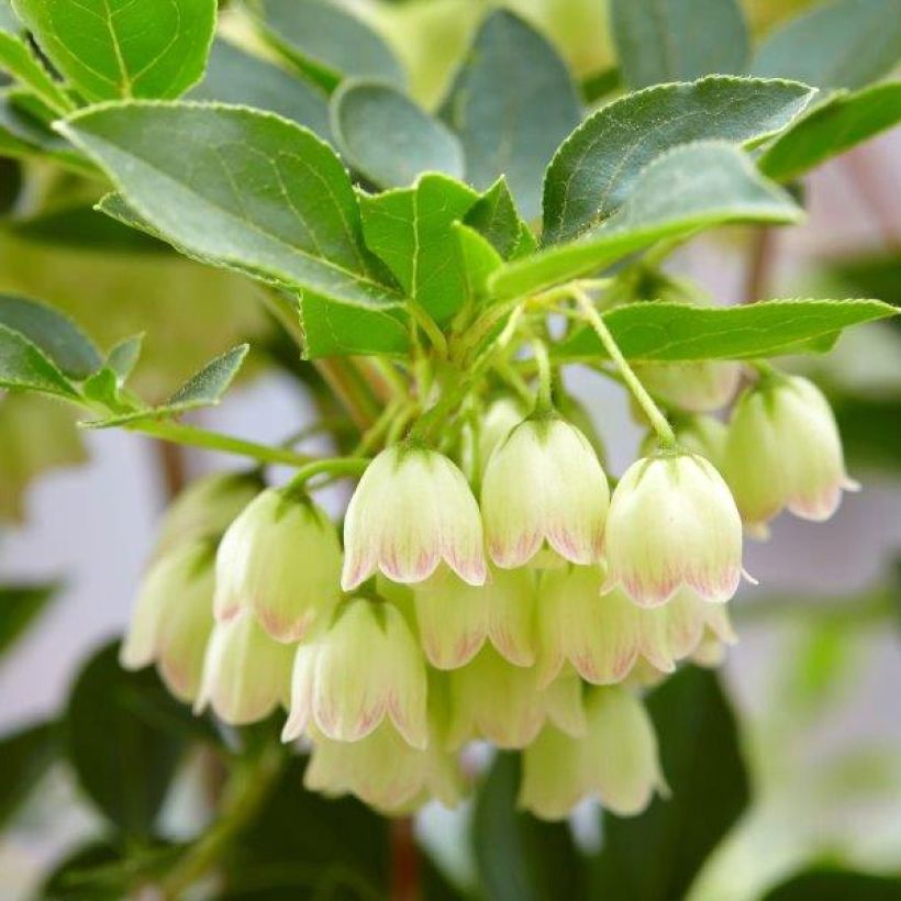 Enkianthus campanulatus Prettycoat - Andromède campanulée  (Floraison)