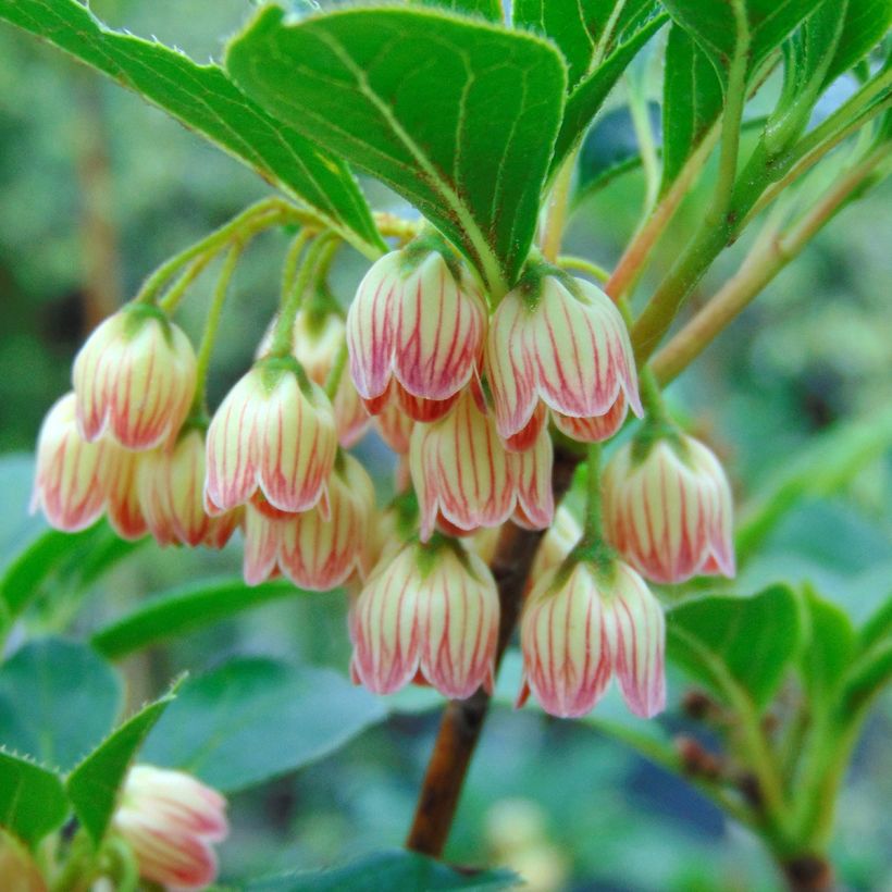 Enkianthus campanulatus - Andromède campanulée (Floraison)