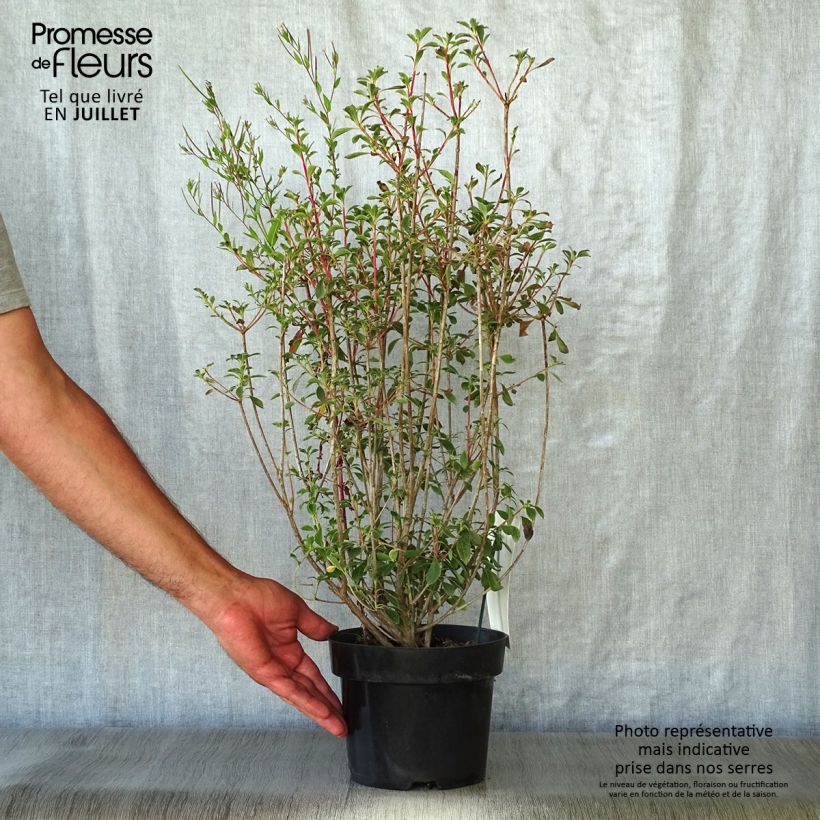 Spécimen de Enkianthus campanulatus - Andromède campanulée Pot de 2L/3L tel que livré en été