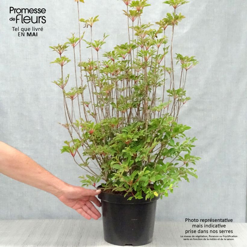 Spécimen de Enkianthus campanulatus - Andromède campanulée Pot de 7,5L/10LHauteur livrée env. 60/70cm tel que livré au printemps