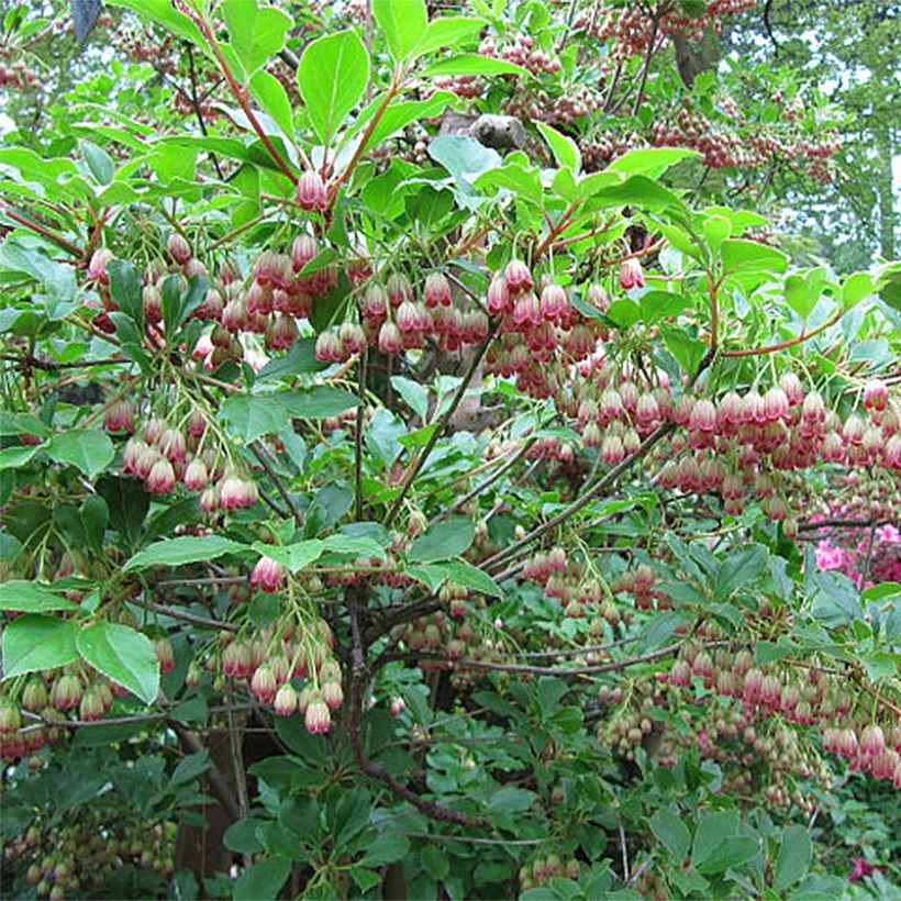 Enkianthus campanulatus Red Bells - Andromède campanulée (Floraison)