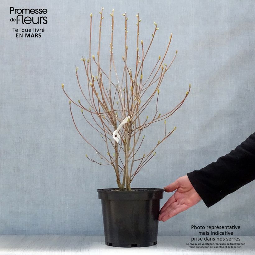 Spécimen de Enkianthus campanulatus Red Bells - Andromède campanulée Pot de 3L/4L tel que livré au printemps