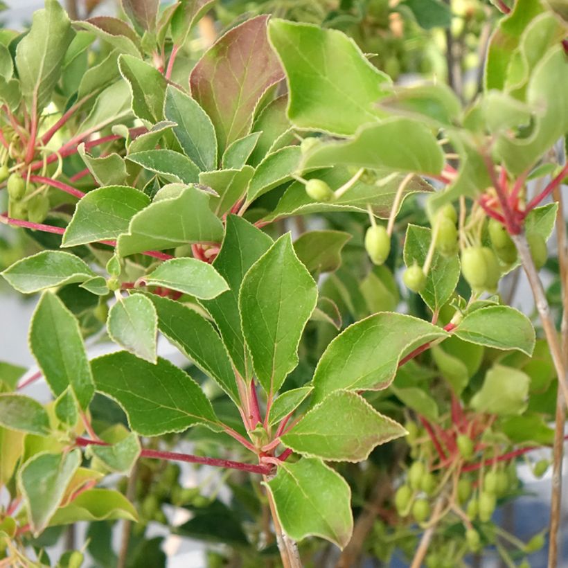 Enkianthus campanulatus Prettycoat - Andromède campanulée (Feuillage)
