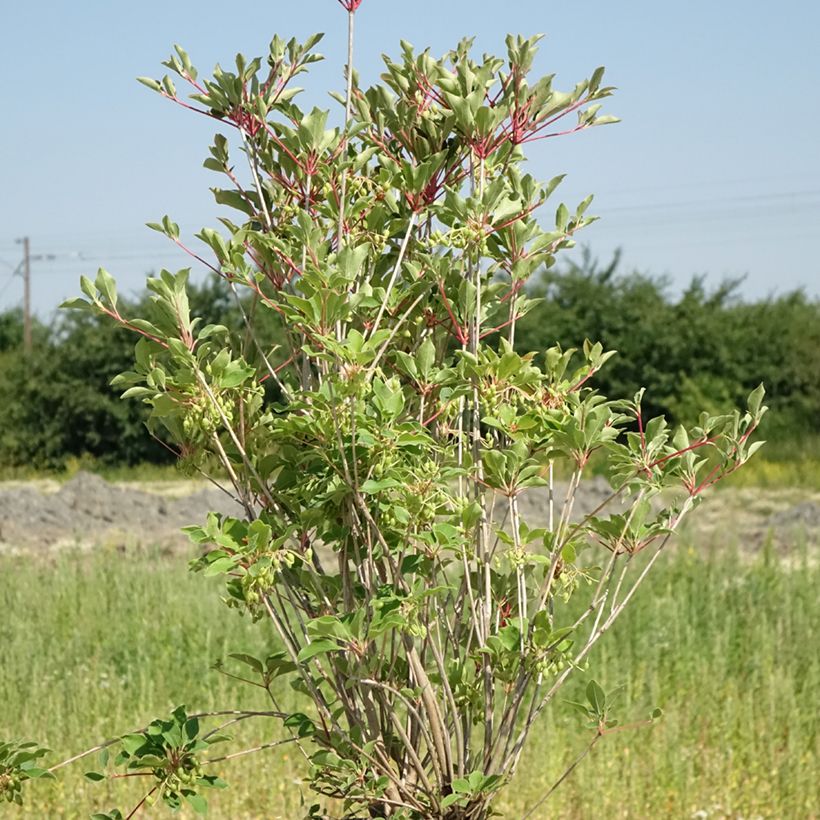 Enkianthus campanulatus Prettycoat - Andromède campanulée (Port)