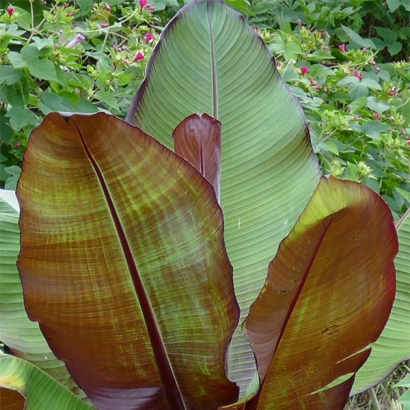 Ensete ventricosum Maurelii - Bananier rouge d'Abyssinie (Feuillage)