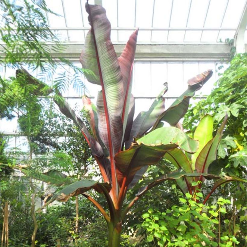 Ensete ventricosum Maurelii - Bananier rouge d'Abyssinie (Port)