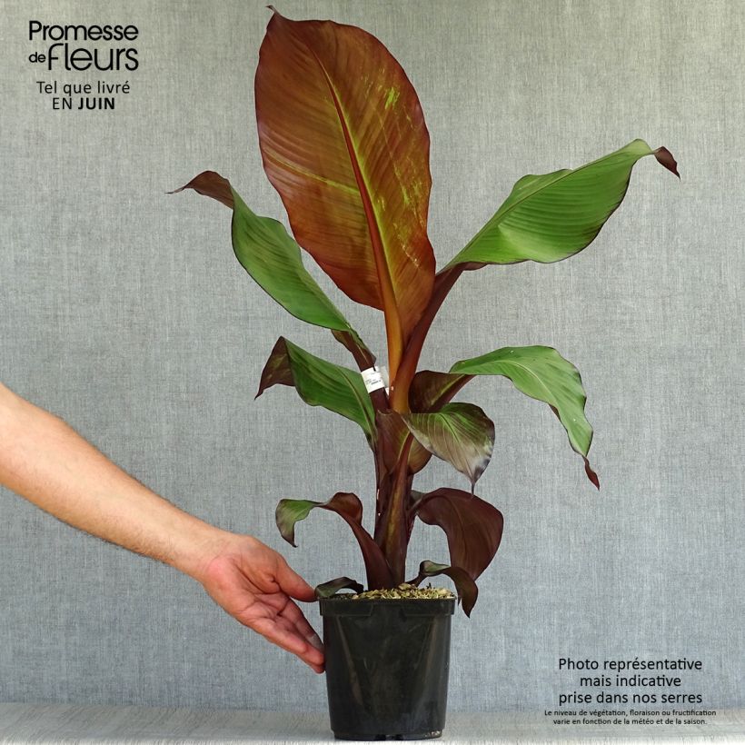 Spécimen de Ensete ventricosum Maurelii - Bananier rouge d'Abyssinie Pot de 2L/3L tel que livré en été