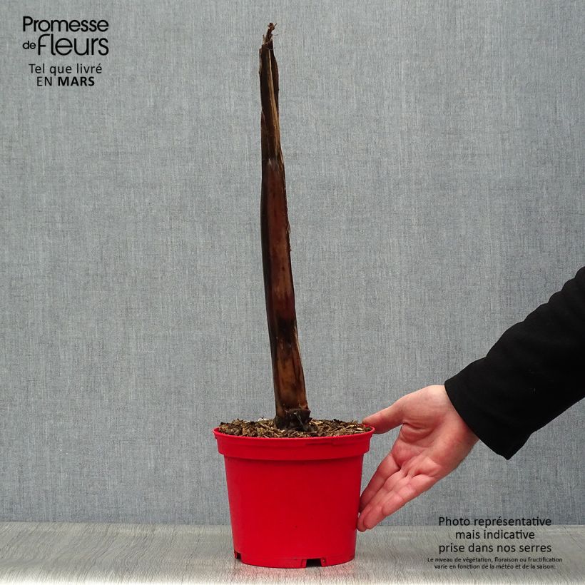 Spécimen de Ensete ventricosum Maurelii - Bananier rouge d'Abyssinie en pot de 2L/3L tel que livré au printemps